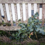 Wild Cabbage