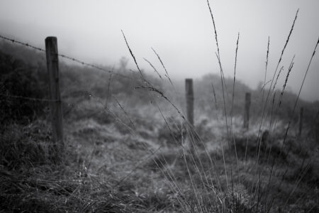 Grasses