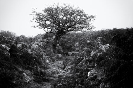 The Narrows, Emsworthy Mire