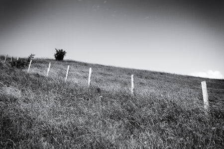 White Posts