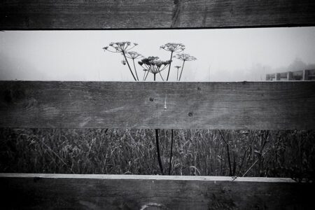 Hogweed